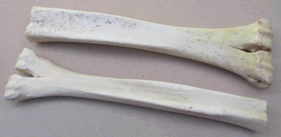 Camel Bone Leg Sections HH-CBLS