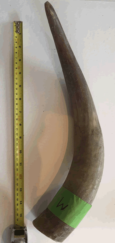 Unpolished Cow Horn Medium MBM-CHM-F