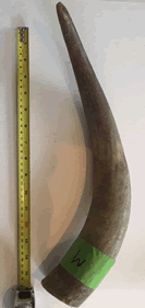 Unpolished Cow Horn Medium MBM-CHM-F