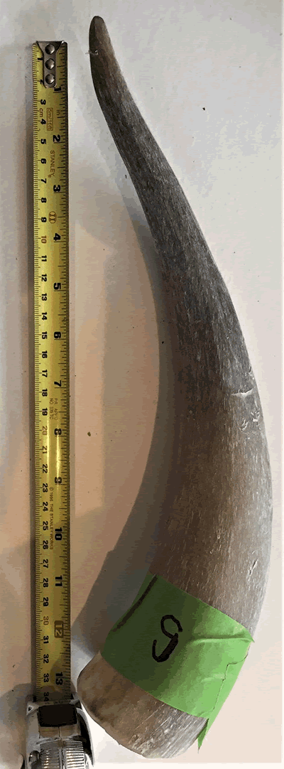 Unpolished Cow Horn Small  MBM-CHS-F