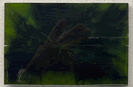 Green Plant Life Acrylic  - ENk-Fr