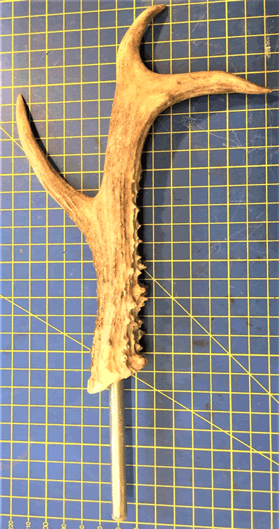 Roe Deer Antler Large with pin 7025A