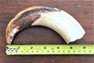 Warthog Tusk Extra Large - MER-LWH-1