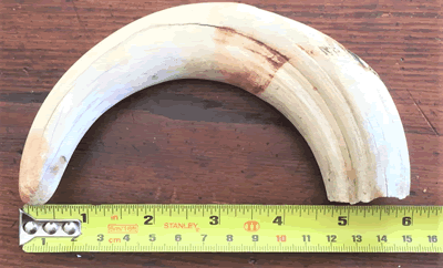 Warthog Tusk Extra Large - MER-LWH-2 CAM-1