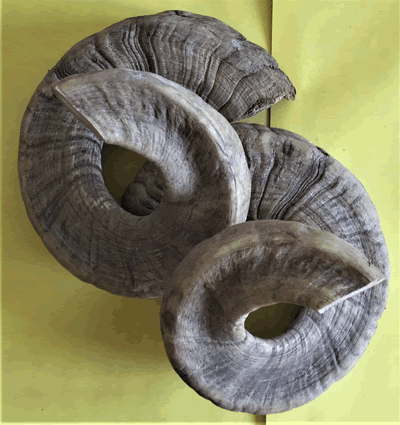 Whole Unpressed Rams Horn Large HH-FR-WURH-L