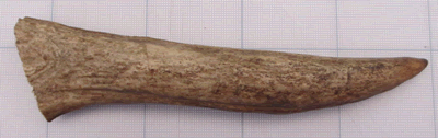 Moose Antler (Long) Tip7110