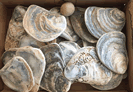 English Oyster Shells