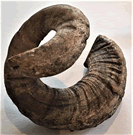 Whole Large Rams HornMBM-WRHL-F