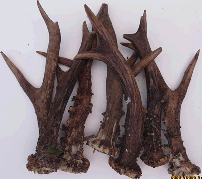 Roe Deer Antler Large 7025A