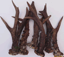 Roe Deer Antler Large 7025A