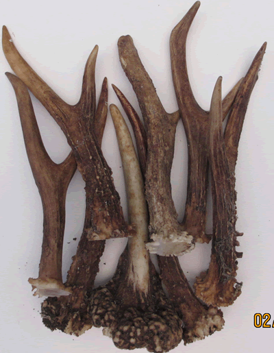 Roe Deer Antler Small RM-RDAS