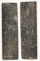 Stabilised Mammoth Bone scales17326 ANP-1