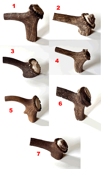 Stag Antler Crown Number 1 -  SACNo-1 ANP-1