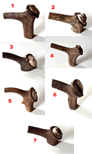 Stag Antler Crown Number 1 -  SACNo-1 ANP-1