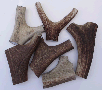 Stag Antler Thumbs Large - HH ANP-1