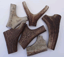 Stag Antler Thumbs Large - HH ANP-1