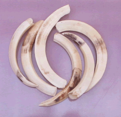 Warthog Tusks Fine Small - EHK-SAS CAM-1