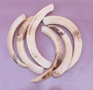 Warthog Tusks Fine Small - EHK-SAS CAM-1