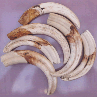 Warthog Tusks Large - EHK-SAS